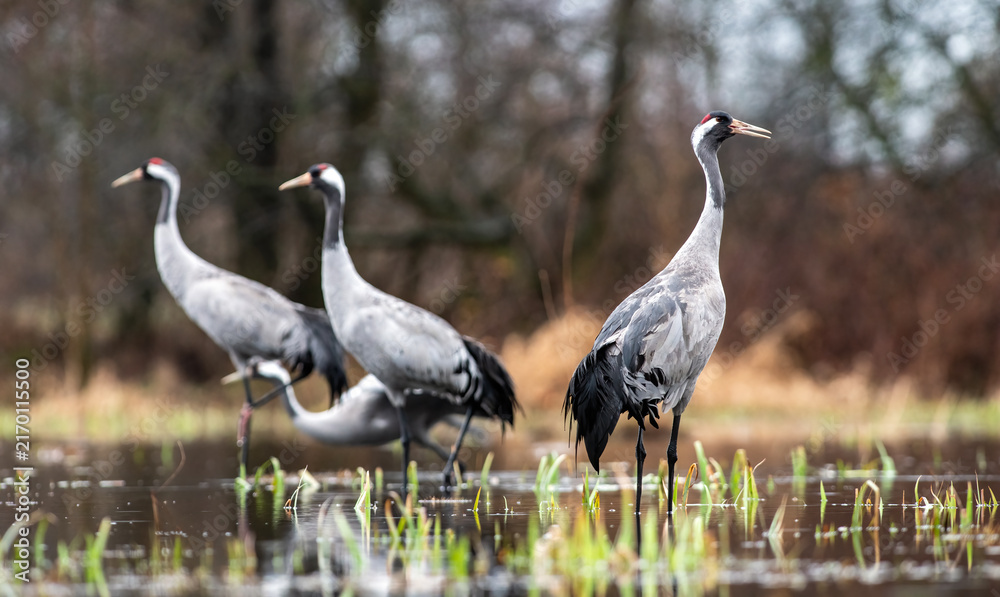 Obraz premium Group of Common Cranes in a Wetland Habitat