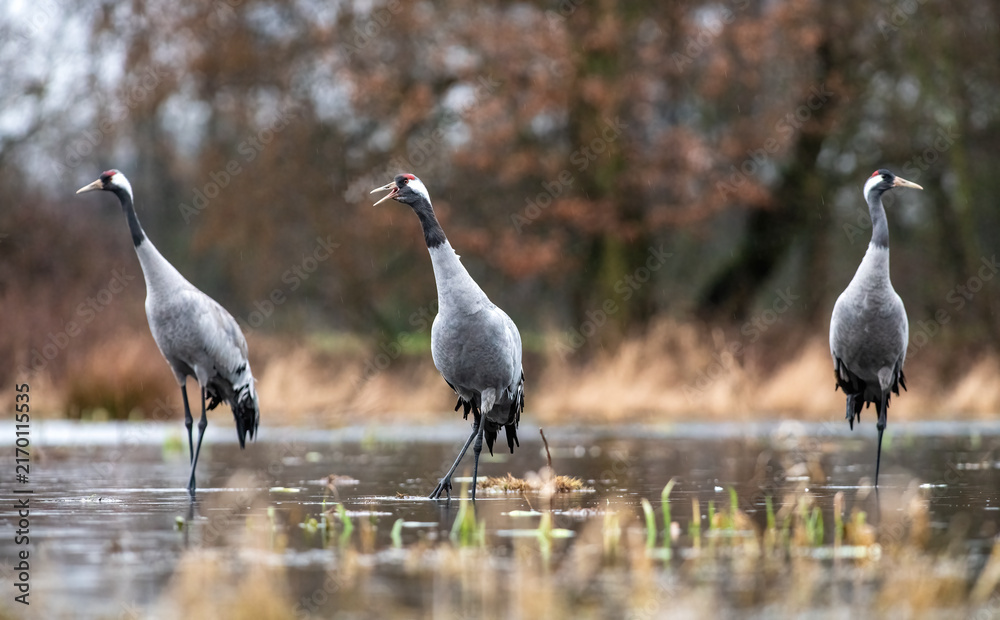 Obraz premium Group of Common Cranes in a Wetland Habitat