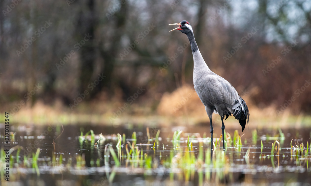 Naklejka premium Common Crane Calling in Spring Wetland