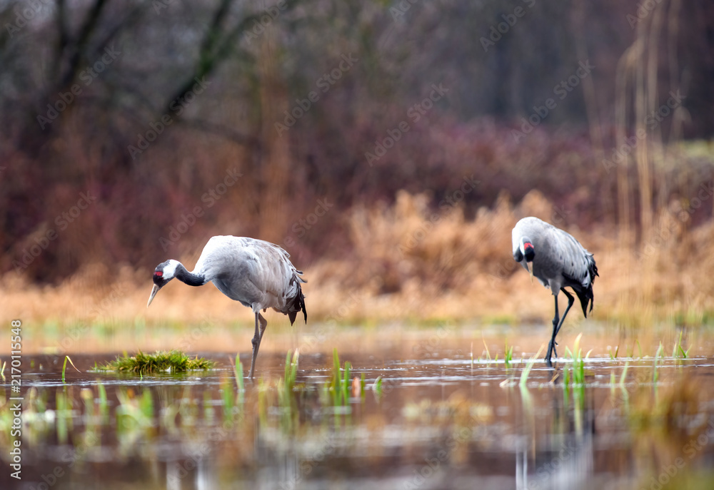 Naklejka premium Two common cranes foraging in a wetland