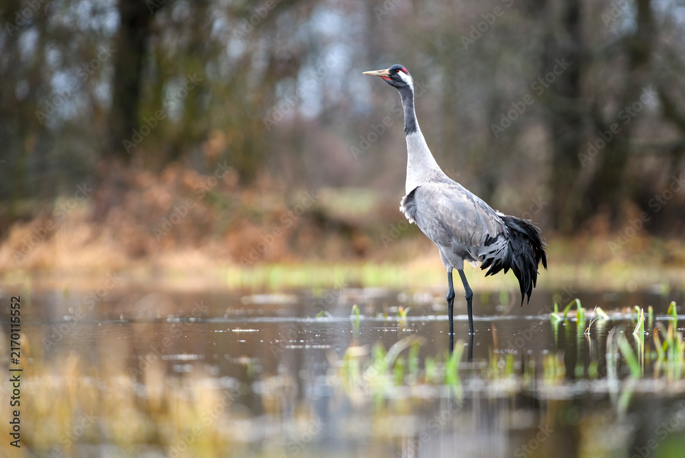 Naklejka premium Common crane standing in a wetland habitat