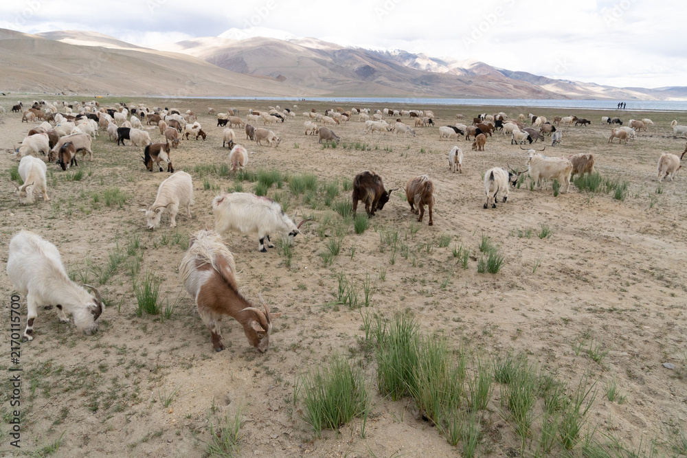 Fototapeta premium pashmina goats pacing in Ladakh India