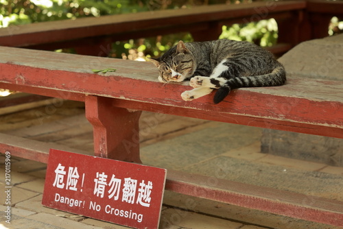 Sleeping Cat Ignores No Crossing Sign at Songyang Academy