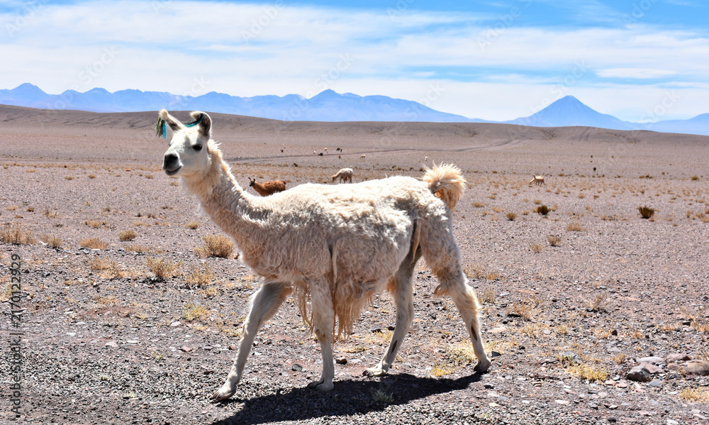 Naklejka premium White llama with volcanic (Andean) landscape in background. Atacama Desert. Chile.