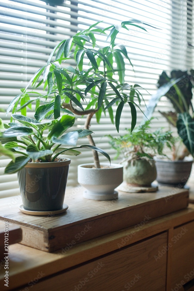 Fototapeta premium 窓辺に並べた鉢植えの観葉植物
