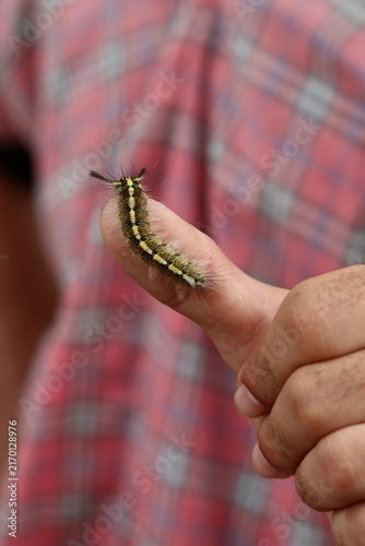 Картината върху платно Striped caterpillar resting on fingertip with vivid yellow and black pattern