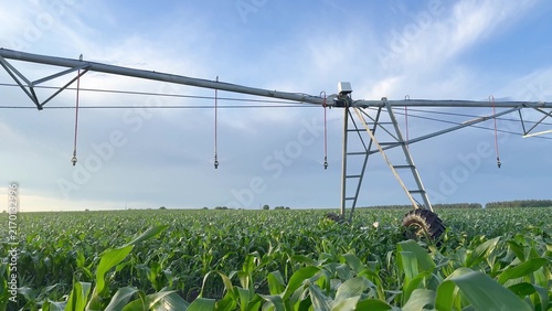 a large irrigation system in a cornfield. This irrigation system waters the healthy corn crops under a clear sky.