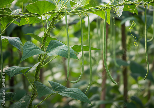 Fresh green yardlong beans or long beans hanging from the vine in an organic vegetable garden