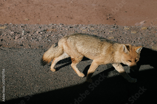 Photography Culpeo andean fox walking on a desert road, showing resilient wildlife adapting