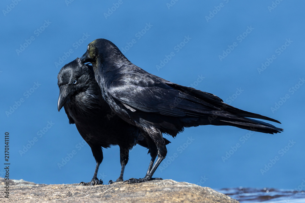 Naklejka premium Australian Ravens preening showing one with yellow pollen around its head and neck area