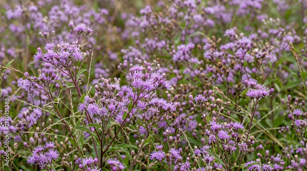 Obraz premium Little ironweed Vernonia cinerea (L.) Less. delicate purple blossom Tiny ironweed Vernonia cinerea (L.) Less. delicate purple blossom botanical backdrop Little ironweed Vernonia cinerea purple