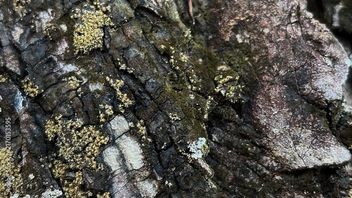 Cuadro en lienzo Detailed close-up texture of rough aged tree bark with yellowish moss patches and cracked wooden surface