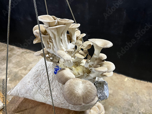 Photography Oyster mushrooms growing from mycelium bag in indoor farm