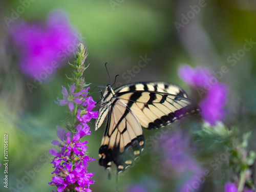 Quadro su tela butterfly on a wildflower