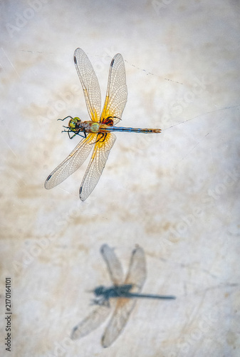 A dragonfly rests on a dirty old window, casting a sharp shadow below it. The delicate wings are beautifully highlighted against the background.