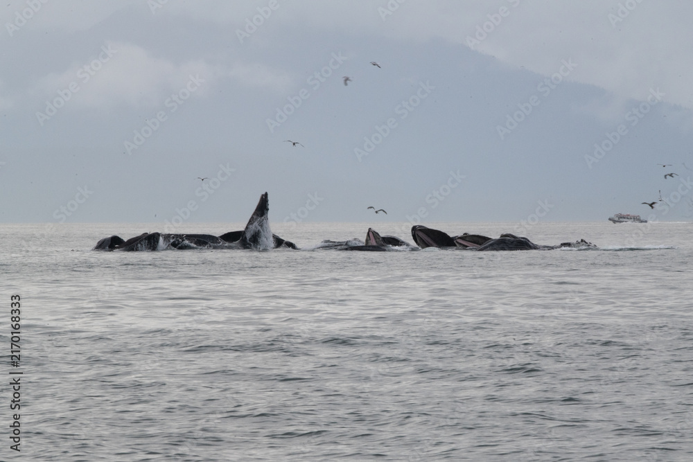 Fototapeta premium alaska humpback whale bubble feeding