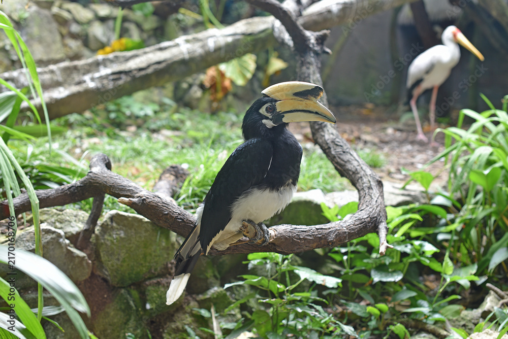 Naklejka premium Oriental Pied Hornbill, Big Beak Bird