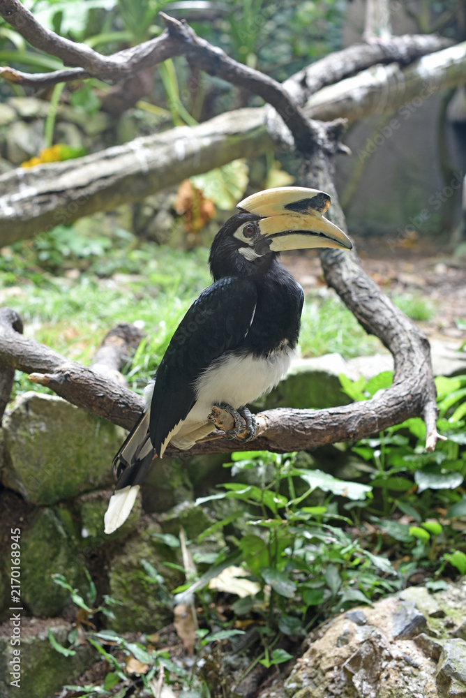 Fototapeta premium Oriental Pied Hornbill, Big Beak Bird