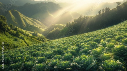 Lush Green Cabbage Fields Under Morning Sunlight in Mountain Valley