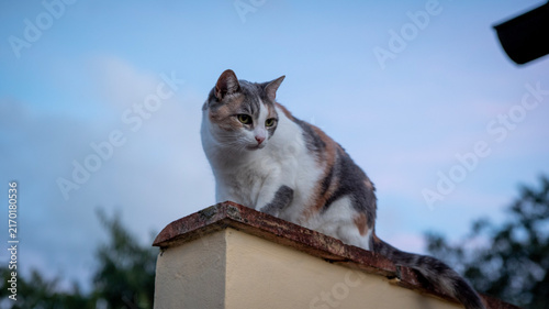 фотографія Pet cat sits on top of a wall at dusk in Florence, Italy