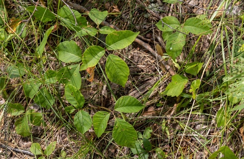 фотографія Close up texture background view of eastern poison ivy (toxicodendron radicans)
