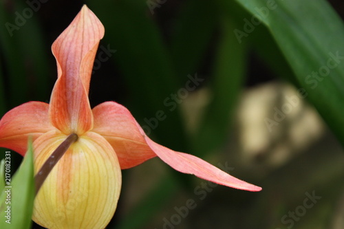 Macro Orchid