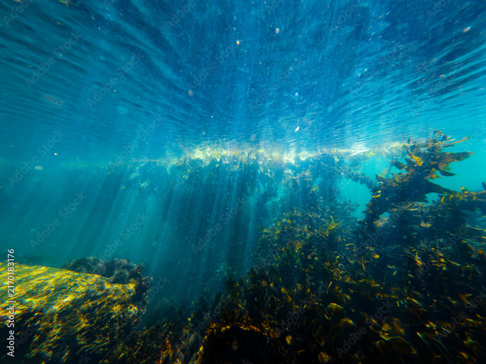 Fototapeta premium underwater view of California kelp forest