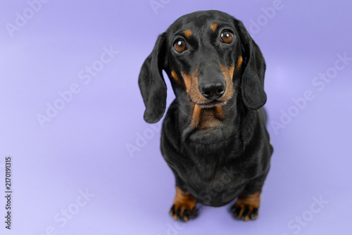 Obraz na płótnie A black and tan dachshund dog sits and looks up with wide hopeful eyes against a soft purple studio backdrop, a concept for shelter adoption and animal rescue campaigns