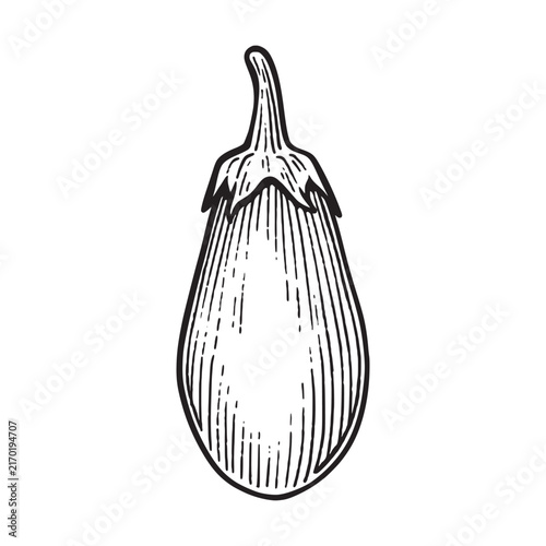 Hand drawn eggplant. Eggplant line art engraving style illustration