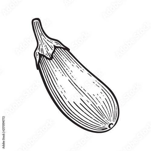 Hand drawn eggplant. Eggplant line art engraving style illustration