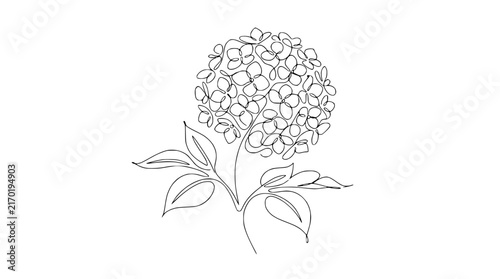 Single Line Hydrangea Flower Drawing Isolated on Transparent Background Minimalist Botanical Art
