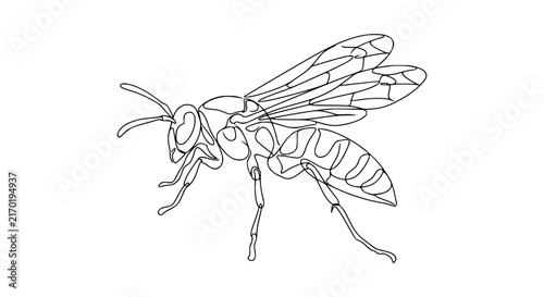 Wasp insect line drawing isolated on transparent background simple outline art