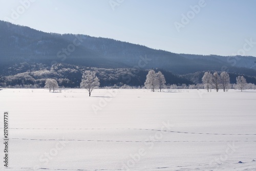 Obraz na plátne Row of rime ice trees along a wide open snowfield in winter, Hokkaido, Japan