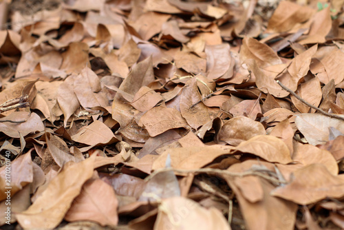 Принти на полотні piles of dry fallen brown leaves strewn naturally on the ground