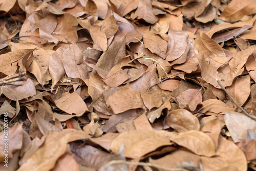 Obraz na plátně piles of dry fallen brown leaves strewn naturally on the ground