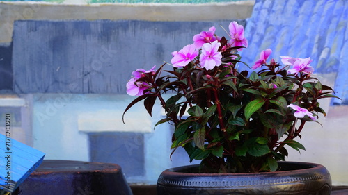 фотографія Fully bloomed New Guinea impatiens