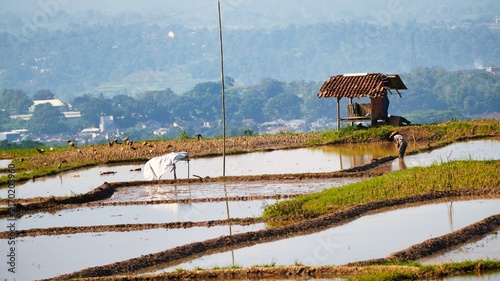 Fotografía Traditional farmer working in flooded terraced rice fields with wooden hut and scenic mountain background in rural Southeast Asia
