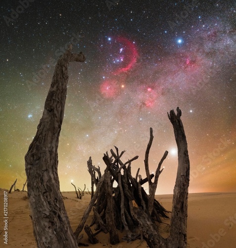 Cuadro en lienzo dead tree in the desert