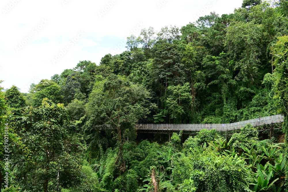 Fototapeta premium metal canopy walk structure surrounded by lush green jungle tree