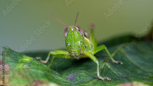 фотографія green grasshopper on a leaf