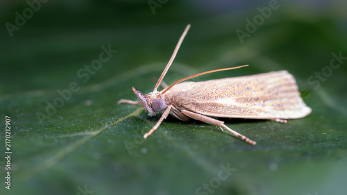 Canvastavla green bug on a green leaf