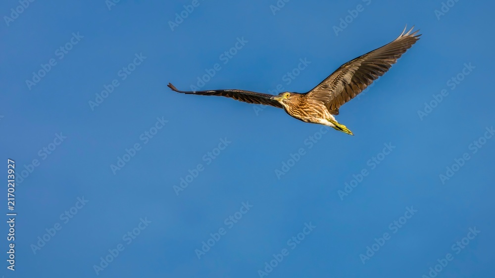 Obraz premium osprey in flight