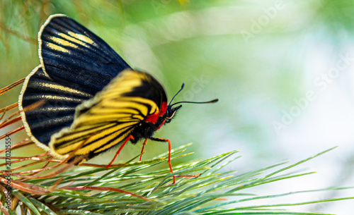 Canvastavla Mariposa posada en un pino