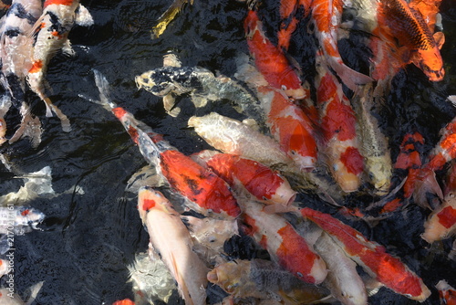 Fotografía Koi fish pond