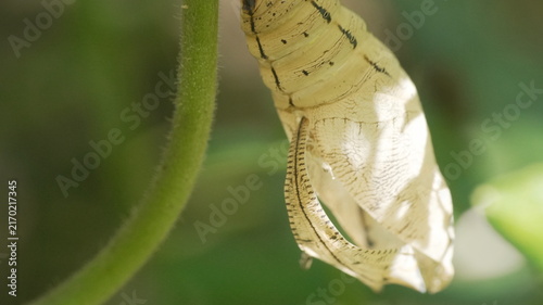 Canvastavla Macro Shot of a Yellow Paper Kite Butterfly Chrysalis Hanging on a Plant Stem in
