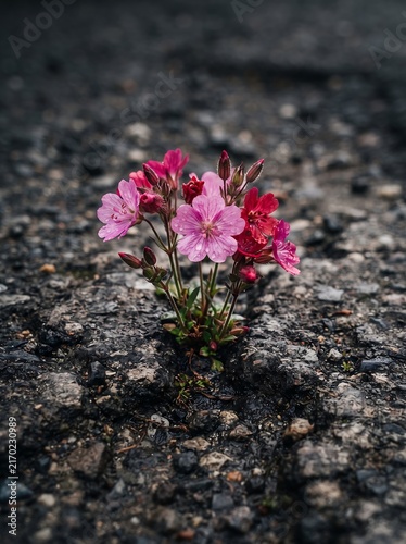 Pink wildflower growing through a crack in the dark asphalt road demonstrating resilience and hope in nature