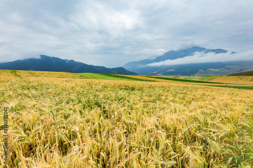 Obraz premium A vast golden cropland stretches toward misty mountains under an overcast sky, with lush green fields interspersed.