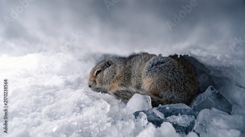 Obraz na płótnie Hibernating arctic ground squirrel resting in crystal snow den with ice.