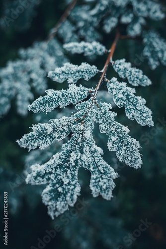 frost on leaf