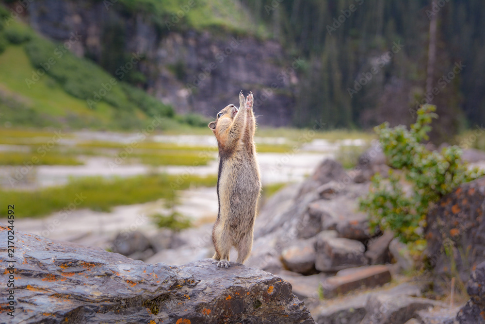 Fototapeta premium Curious chipmunk standing upright on a rock in the Canadian Rockies